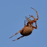 Spider2.jpg