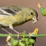 Goldfinch7.jpg