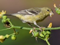 Goldfinch3.jpg