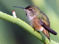 Hummer14.jpg