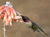 Hummer7.jpg