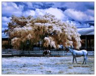 10-25-16 Tradewinds IR     8.1sm.jpg