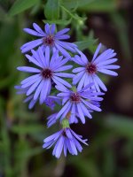 Aster.jpg