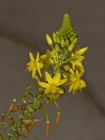 Bulbine.jpg
