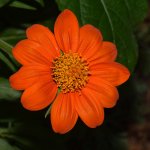 OrangeFlower.jpg