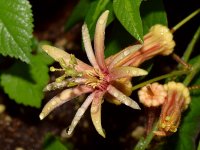 Passiflora.jpg