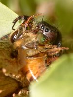 Spider.jpg