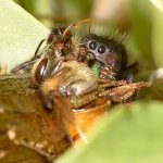 Spider2.jpg