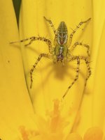 Spider5.jpg