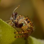 Spider7.jpg
