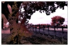 10-25-16 Tradewinds IR     10.2sm.jpg