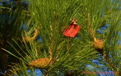 Red Leaf in a Pine Tree 10-26-2016.jpg