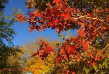 Autumn Trees 10-26-2016.jpg