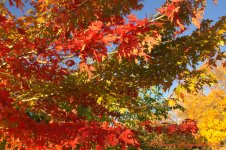 Autumn Trees  #2 10-26-2016.jpg