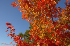 Red Tree 10-26-2016.jpg