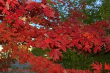 Red Tree #2 10-26-2016.jpg