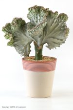 Coral-Cactus.jpg