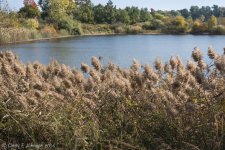 020 vignette low res.jpg