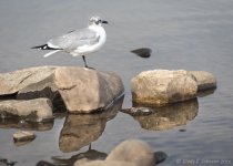 040 vignette low res.jpg