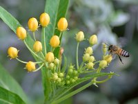 Bee.jpg
