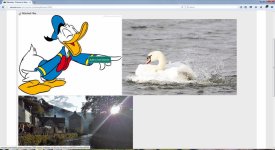 1-Nikonites - Pictures in Weekly Challenge Oct 26 - Nov 02 Ducks - Mozilla Firefox 10272016 1145.jpg