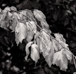 DSC_6954B&W.jpg
