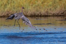 DSC_6032.jpg