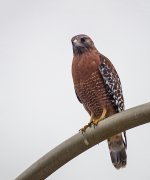 ROY_28992.jpg