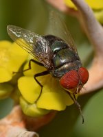 Fly3.jpg