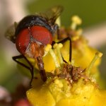 Fly2.jpg