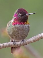 Hummer8.jpg