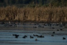 DSC_5293.jpg
