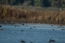 DSC_5316.jpg