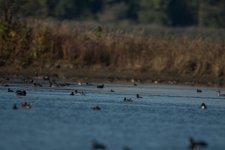 DSC_5317.jpg