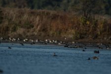 DSC_5318.jpg