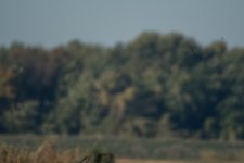DSC_5321.jpg