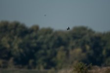 DSC_5322.jpg