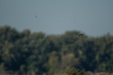 DSC_5323.jpg