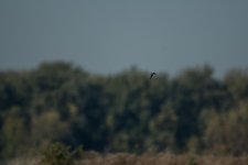 DSC_5324.jpg