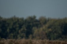 DSC_5325.jpg