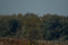 DSC_5327.jpg
