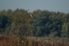 DSC_5328.jpg