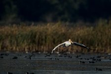 DSC_5457.jpg