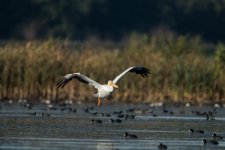 DSC_5458.jpg