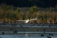DSC_5460.jpg