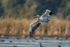 DSC_5472.jpg