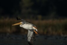DSC_5475.jpg