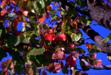 Autumn Leaves #2 10-29-2016.jpg