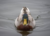Duck 1.jpg