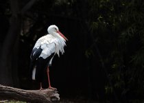 Bird.jpg